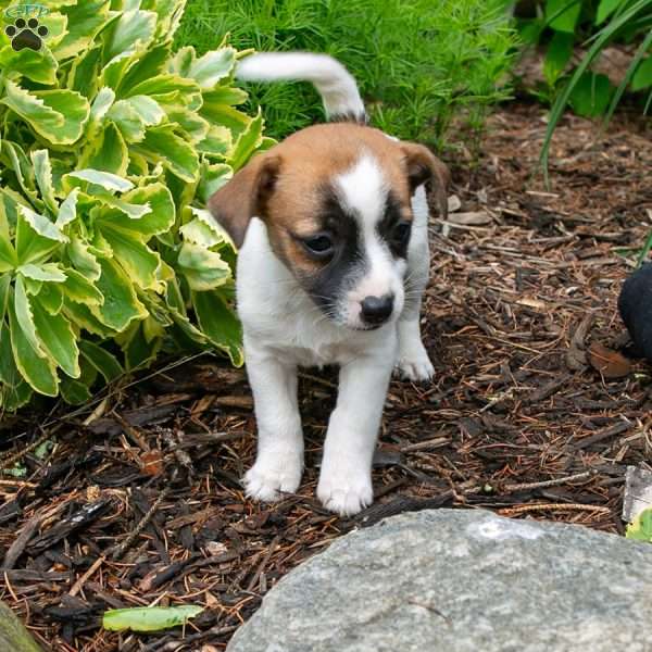 Pearl, Jack-A-Ranian Puppy